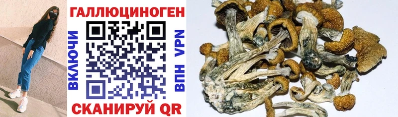 Галлюциногенные грибы Psilocybine cubensis  Купить где  Соль-Илецк 